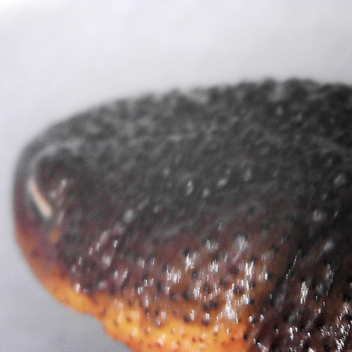 Rough-skinned Newt seen in Sonoma Valley