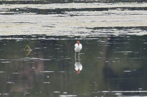 Red-necked Avocet (Recurvirostra novaehollandiae), photo 6