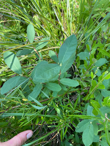 Lonicera villosa, photograph 2
