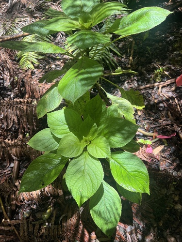 Cyrtandra platyphylla observed 2026-07-11