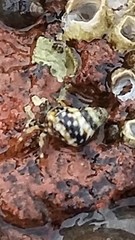 Pagurus hirsutiusculus