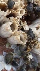 Pagurus hirsutiusculus