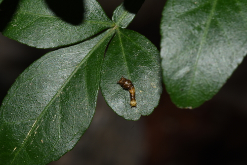 Eastern Giant Swallowtail