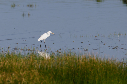 Chinese Egret (Egretta eulophotes), photo 6