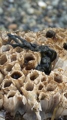 Emplectonema viride