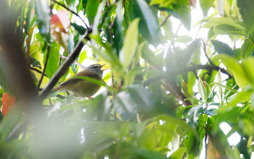Yellow-bellied Bush Warbler (Horornis acanthizoides), photo 6