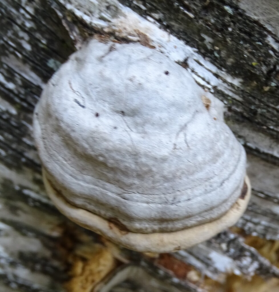 Tinder Polypore · July 2026 · photo: Photo: (c) Shirley Zundell, some rights reserved (CC BY) · iNaturalist