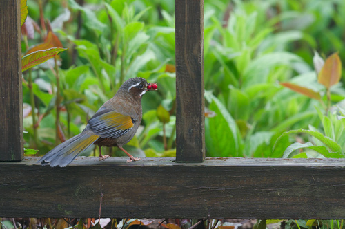 White-whiskered Laughingthrush (Trochalopteron morrisonianum), photo 9