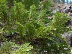 author not stated, no rights reserved Chamaecyparis lawsoniana, photograph author not stated, no rights reserved