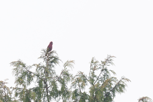 Taiwan Rosefinch (Carpodacus formosanus), photo 5