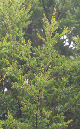 Flamecrest (Regulus goodfellowi), photo 4
