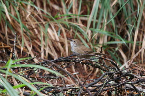 Taiwan Bush Warbler (Locustella alishanensis), photo 6