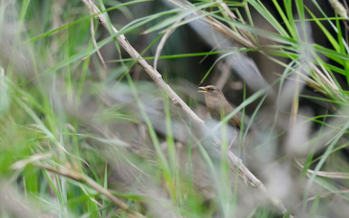 Taiwan Hwamei (Garrulax taewanus), photo 3