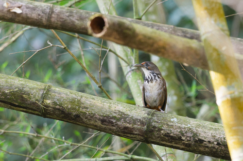 Black-necklaced Scimitar Babbler (Erythrogenys erythrocnemis), photo 9