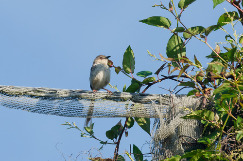 Striped Prinia (Prinia striata), photo 9