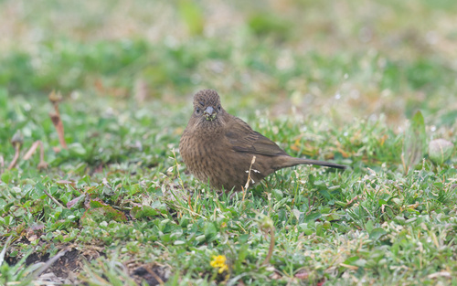 Taiwan Rosefinch (Carpodacus formosanus), photo 4