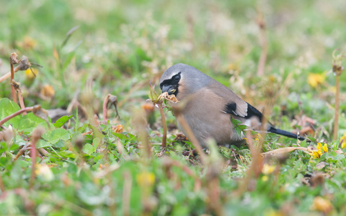 Taiwan Bullfinch (Pyrrhula owstoni), photo 6