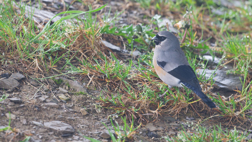Taiwan Bullfinch (Pyrrhula owstoni), photo 7