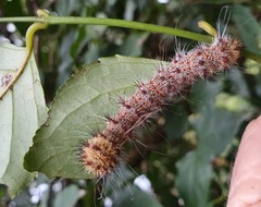 Holocerina smilax