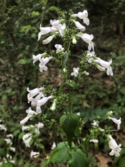 Penstemon laxiflorus