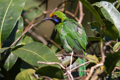 Chloropsis aurifrons