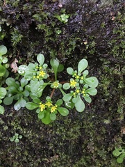 Sedum actinocarpum