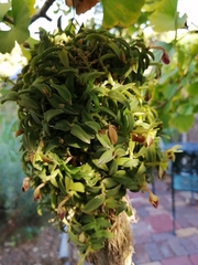 Epidendrum porpax