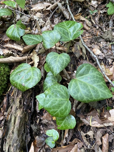 Hedera colchica