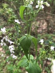 Penstemon laxiflorus