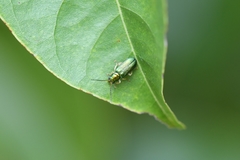 Pseudotheopea smaragdina