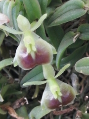 Epidendrum porpax