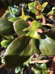 Nematanthus gregarius