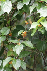 Schisandra arisanensis