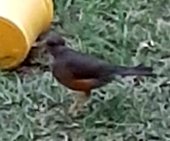 Turdus olivaceus