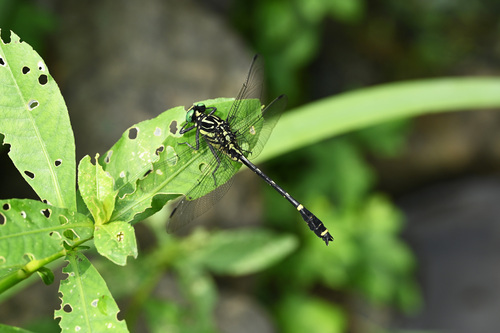 Asiagomphus perlaetus