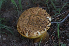 Phlebopus marginatus