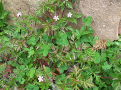 Geranium robertianum