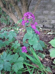 Lunaria