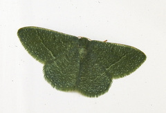Phaiogramma etruscaria