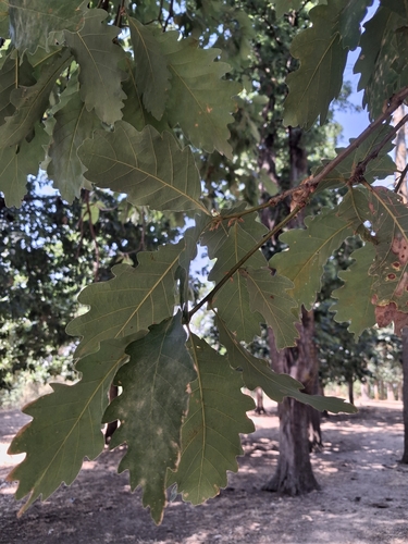 Mirbeck's oak