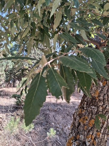 African Oak