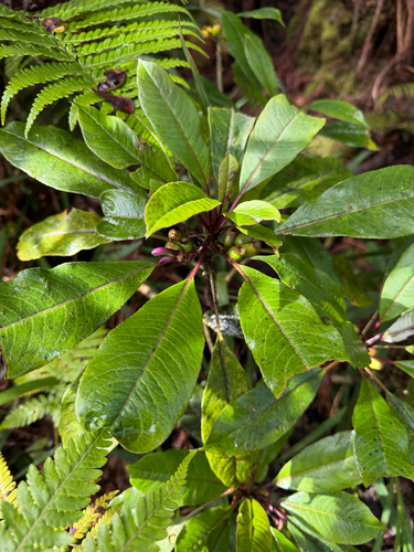 Clermontia parviflora observed 2026-07-09