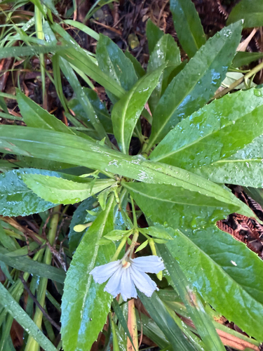 Scaevola chamissoniana observed 2026-07-09