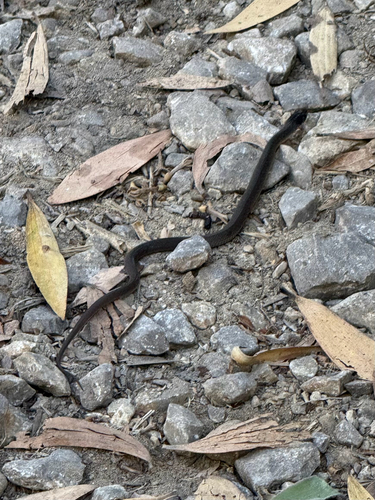 Common keelback