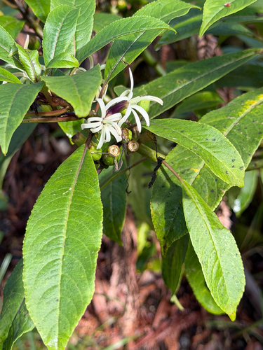 Clermontia parviflora observed 2026-07-09