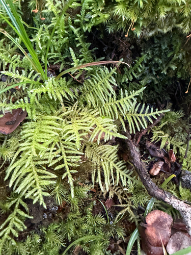 Pseudoscleropodium purum, 2026-07-09