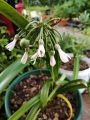 Cryptostephanus vansonii