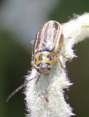 Trirhabda luteocincta