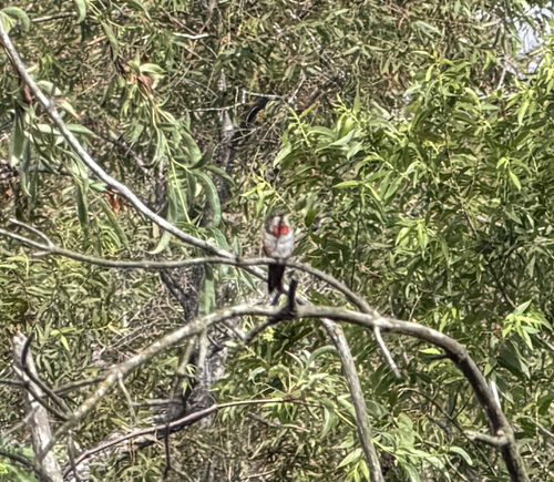 iNaturalist observation photo of Allen's Hummingbird
