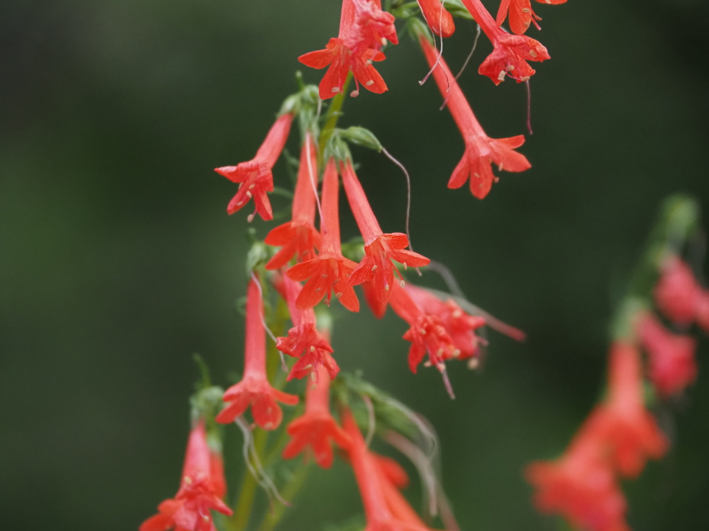 Ipomopsis rubra, Georgia, US